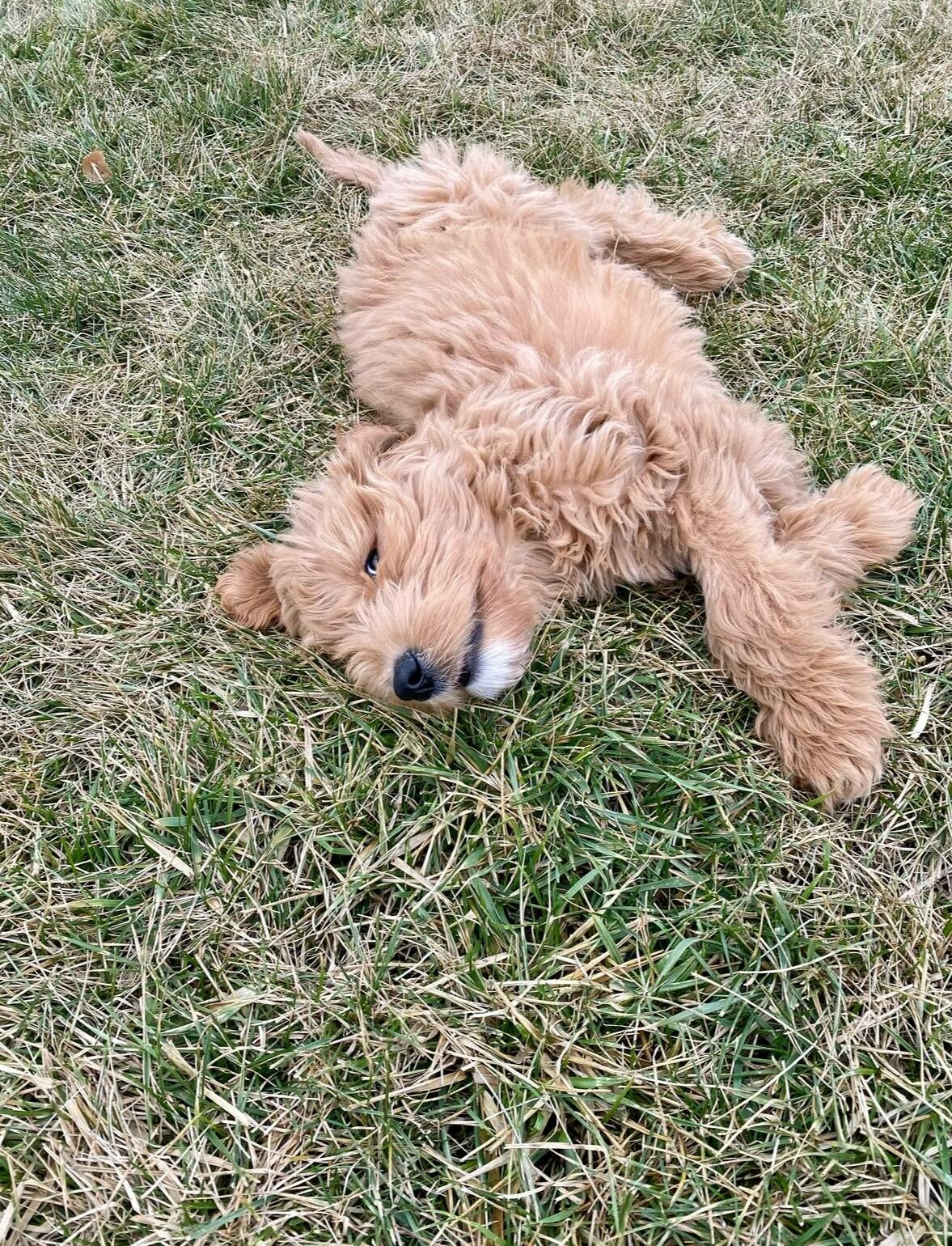 dog lying on grass