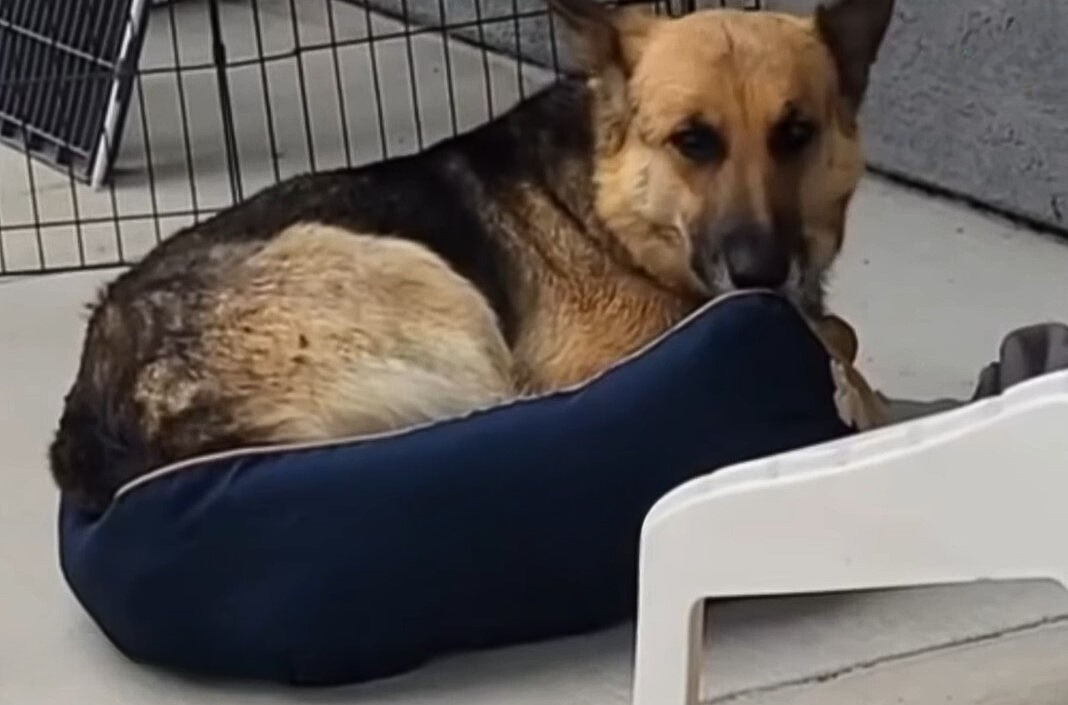 dog lying on pillow