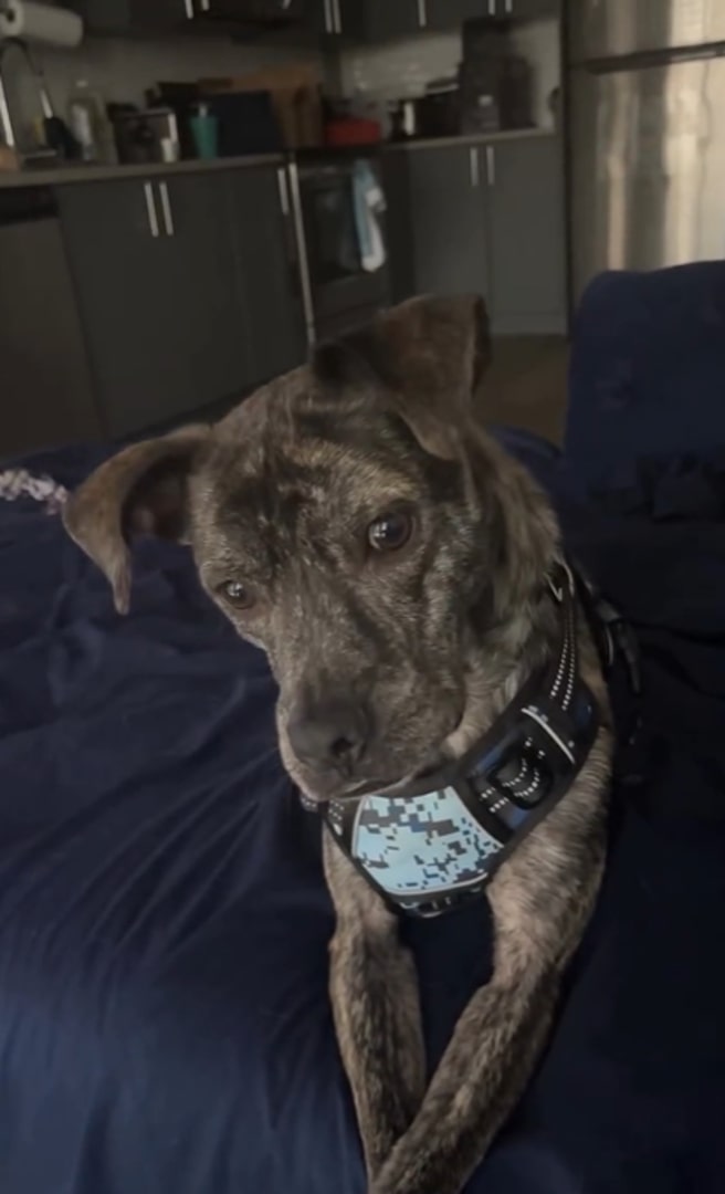 dog lying on the bed