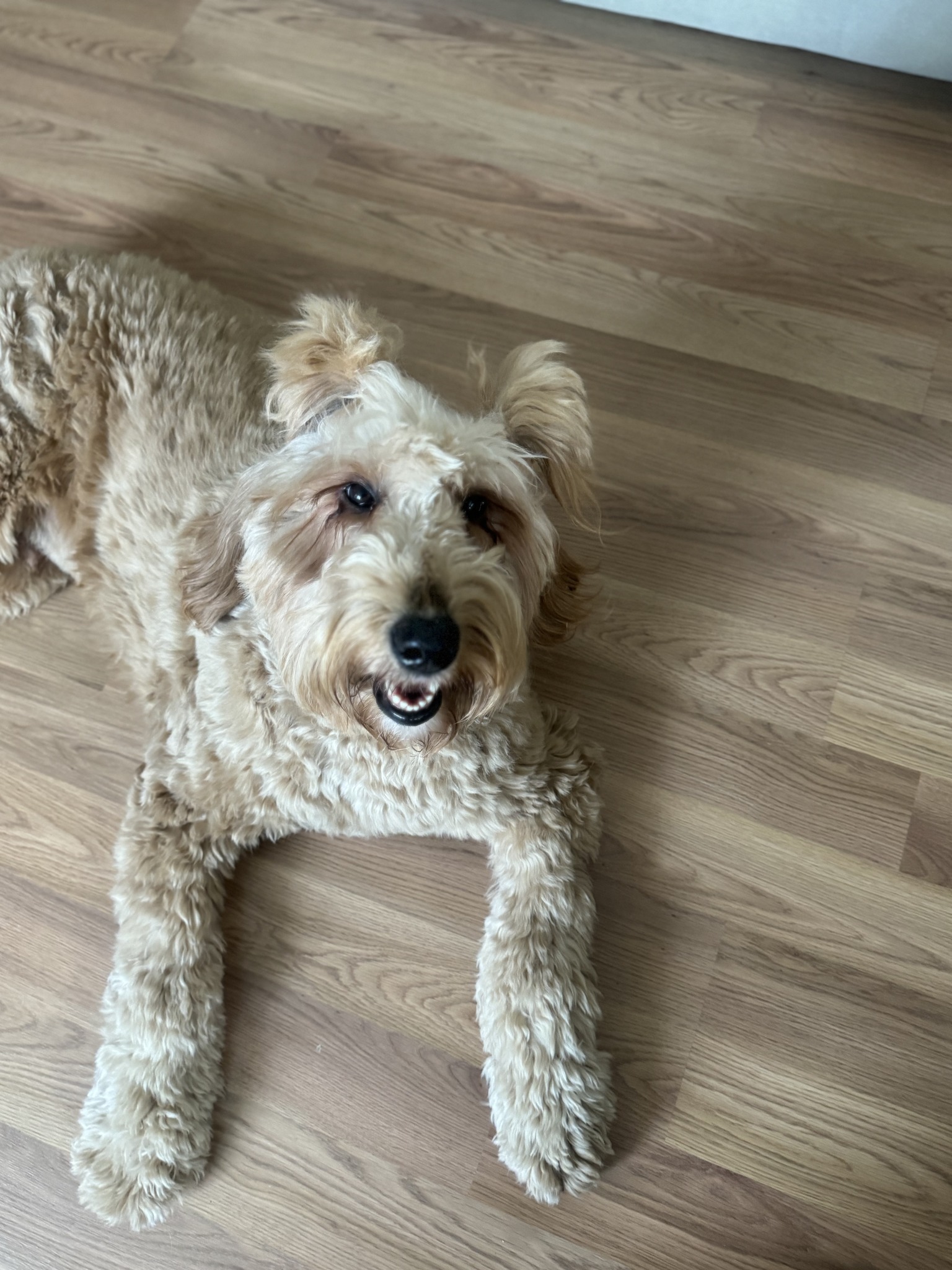 dog lying on the floor