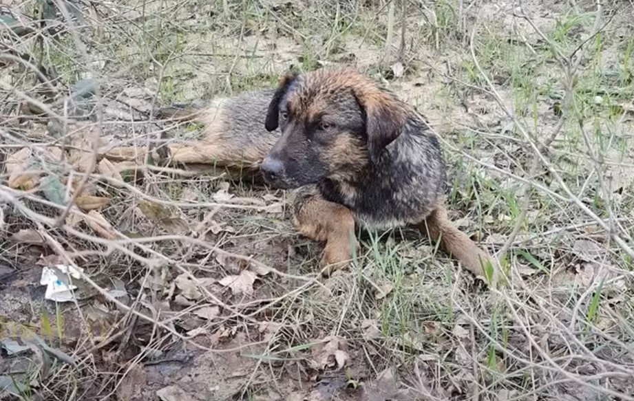 dog lying outdoor on the grass alone