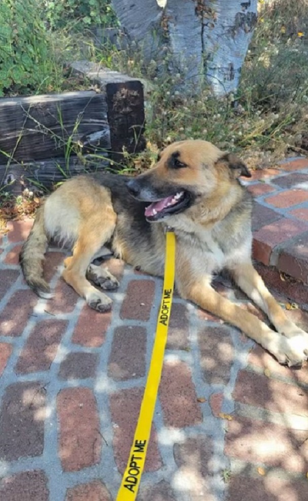 dog lying outdoor with harness adopt me