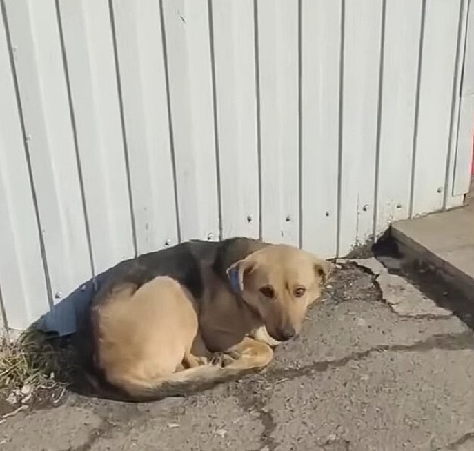 dog lying outdoors