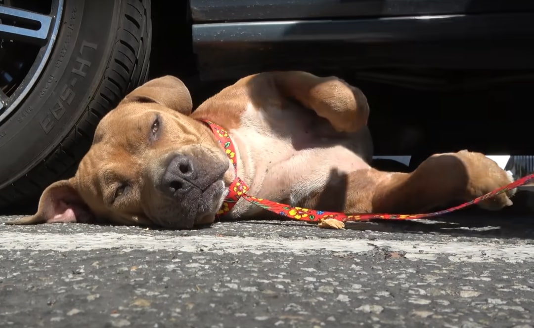 dog lying under a car