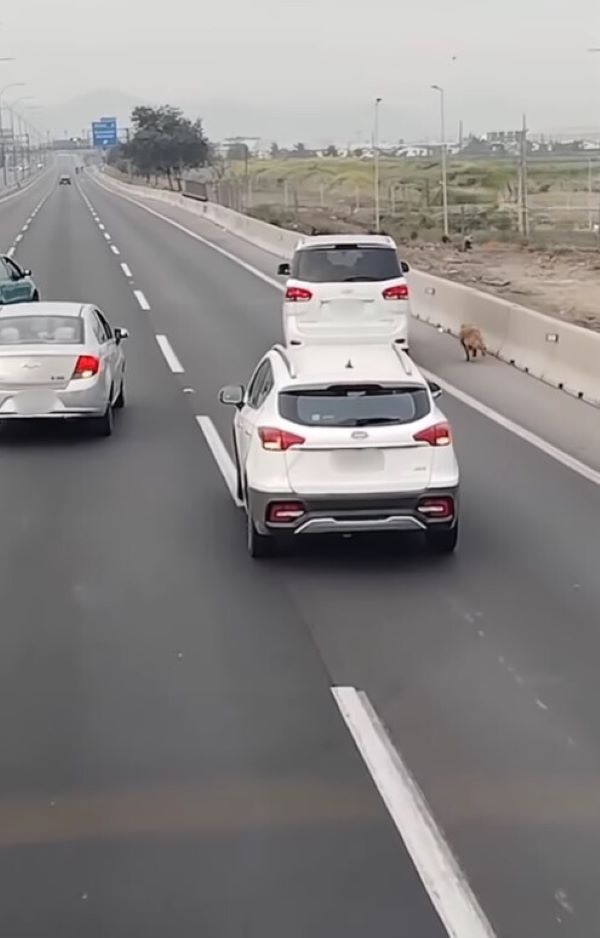 dog on a highway