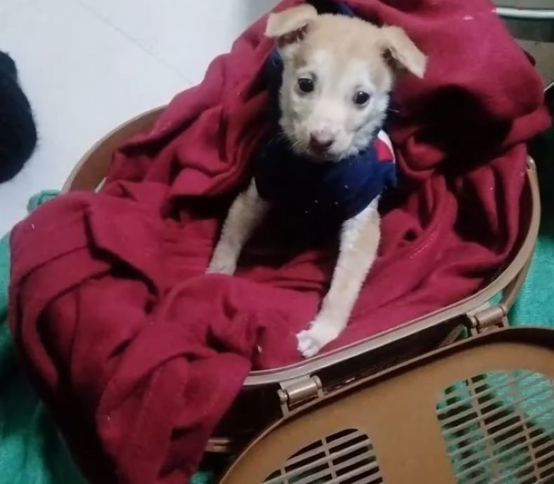 dog on a red blanket