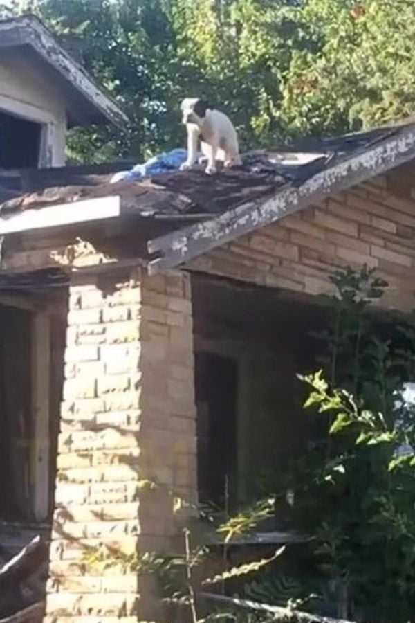 dog on a roof