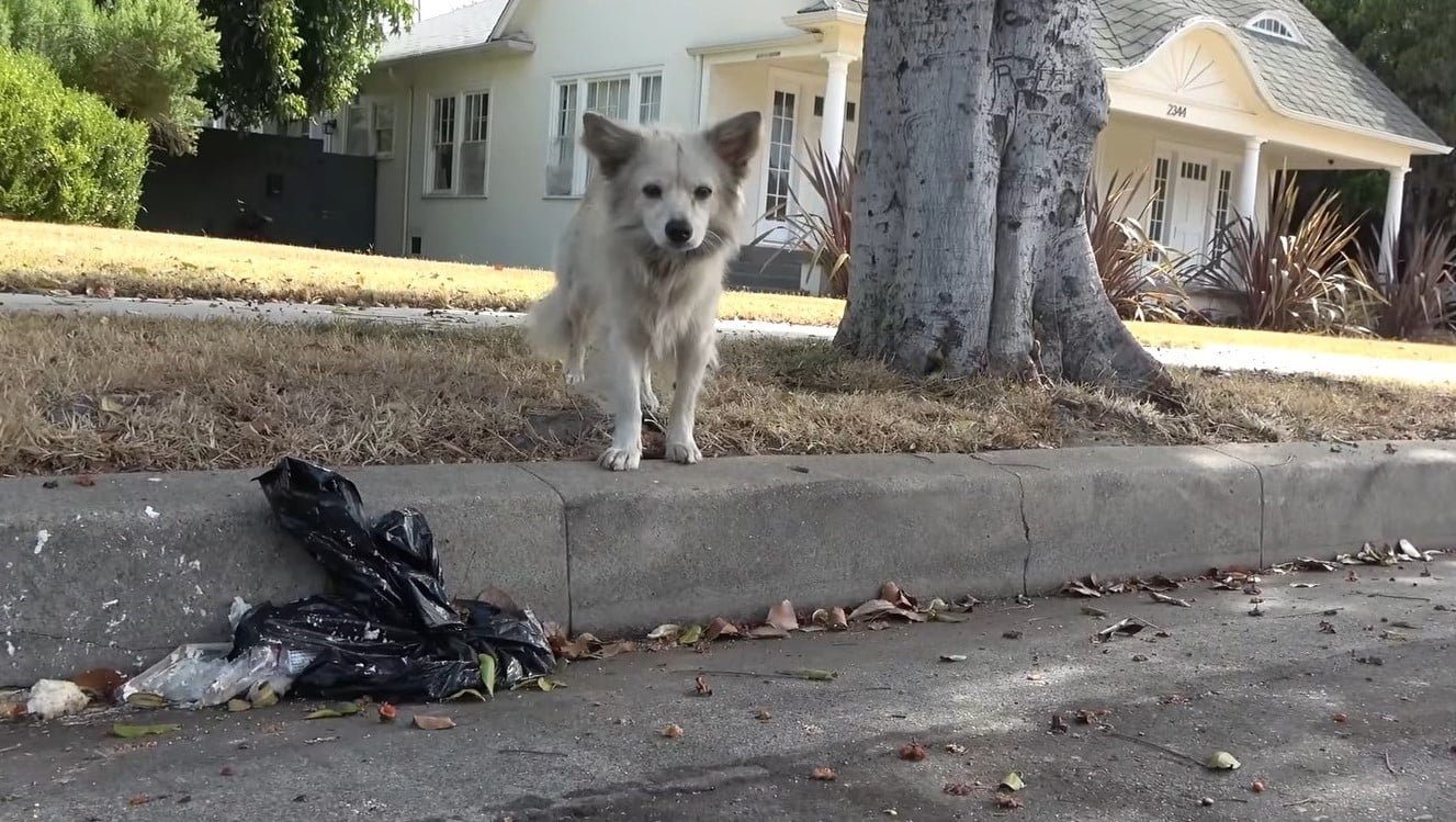 dog on a sidewalk