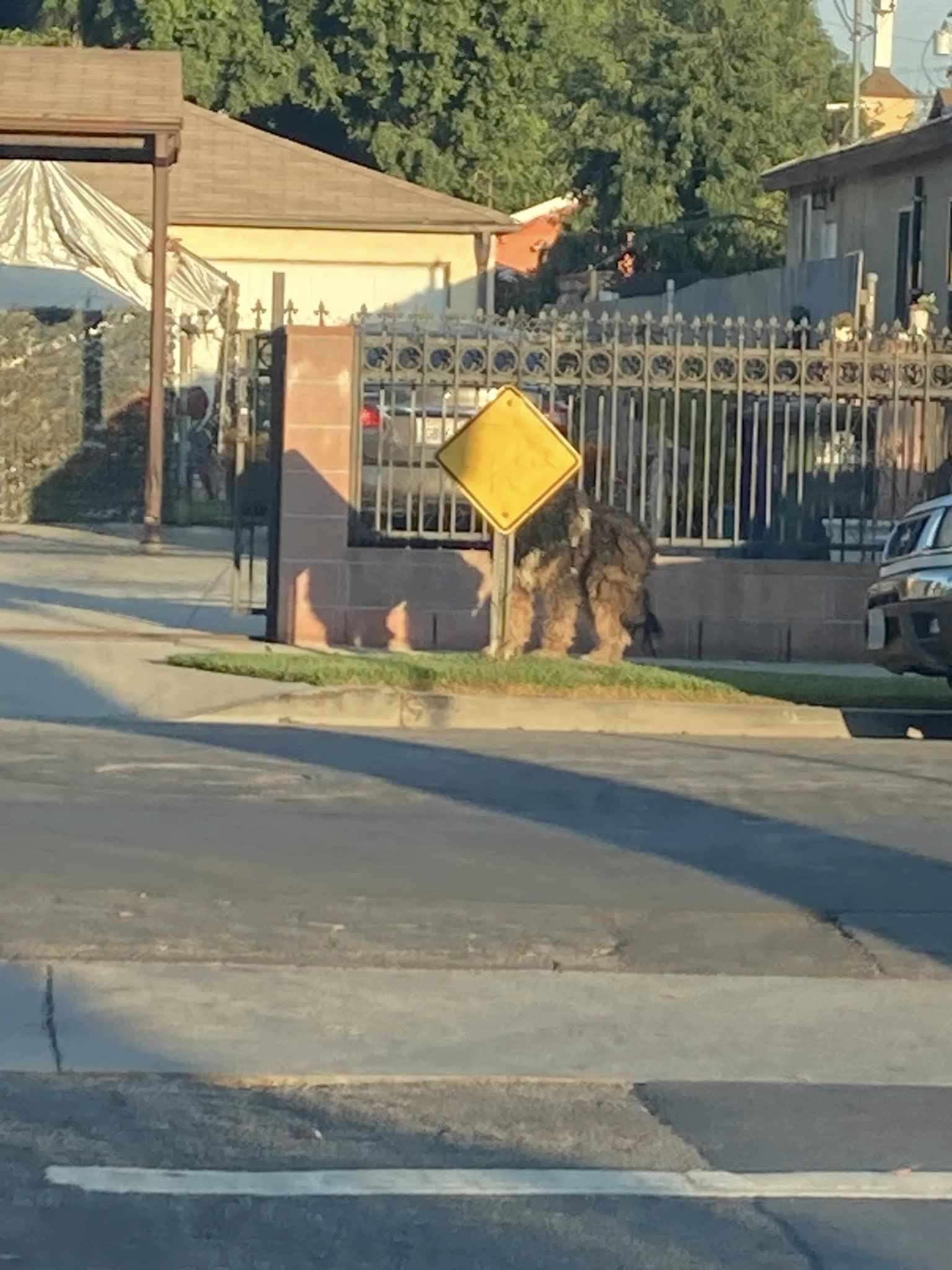 dog on a sidewalk