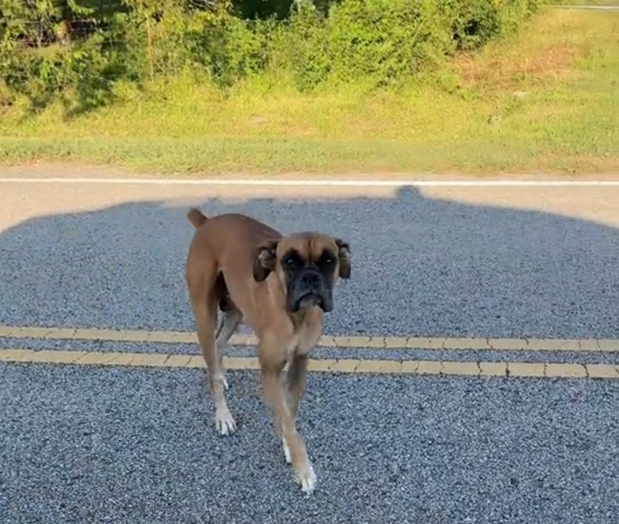 dog on the road