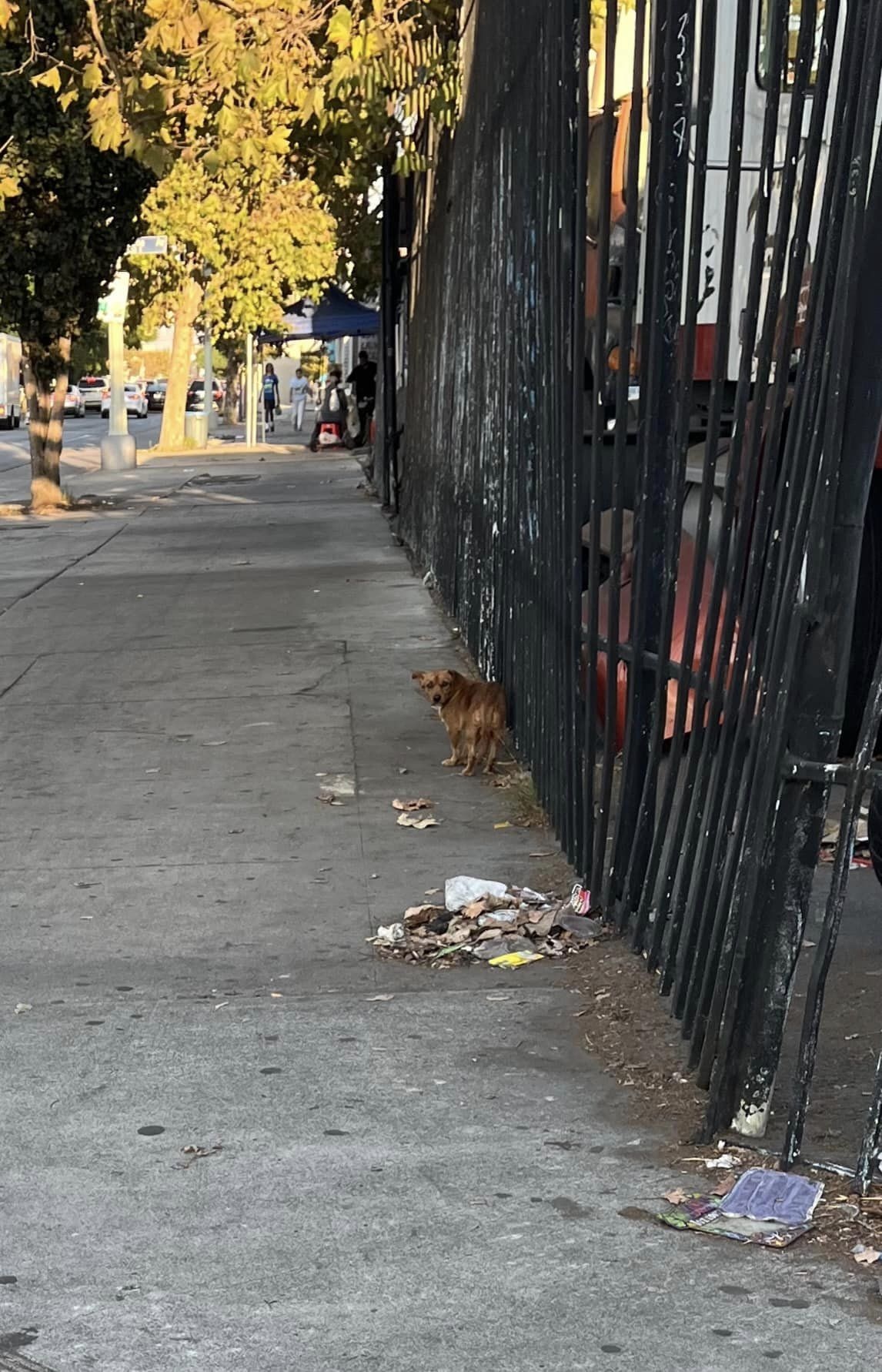 dog on the street