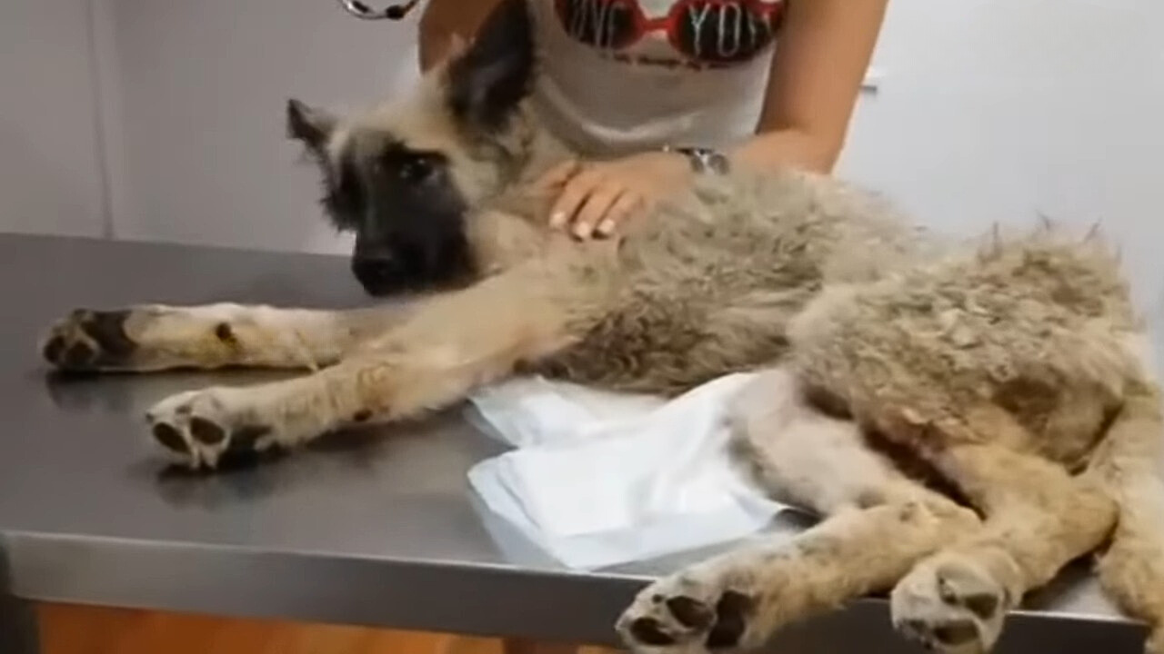 dog on vet table