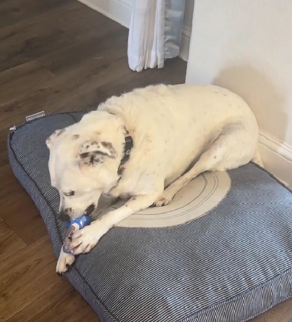 dog opening a gift