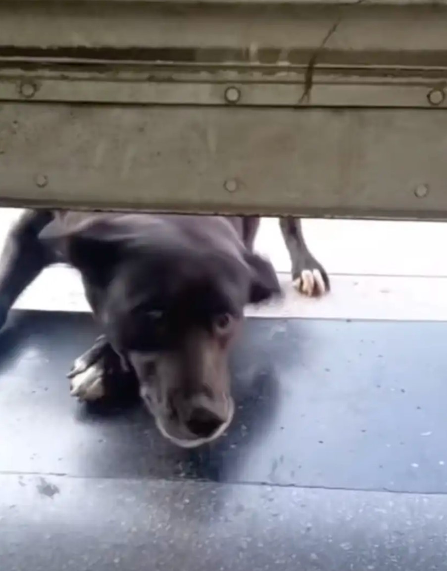 dog peeking under the doors