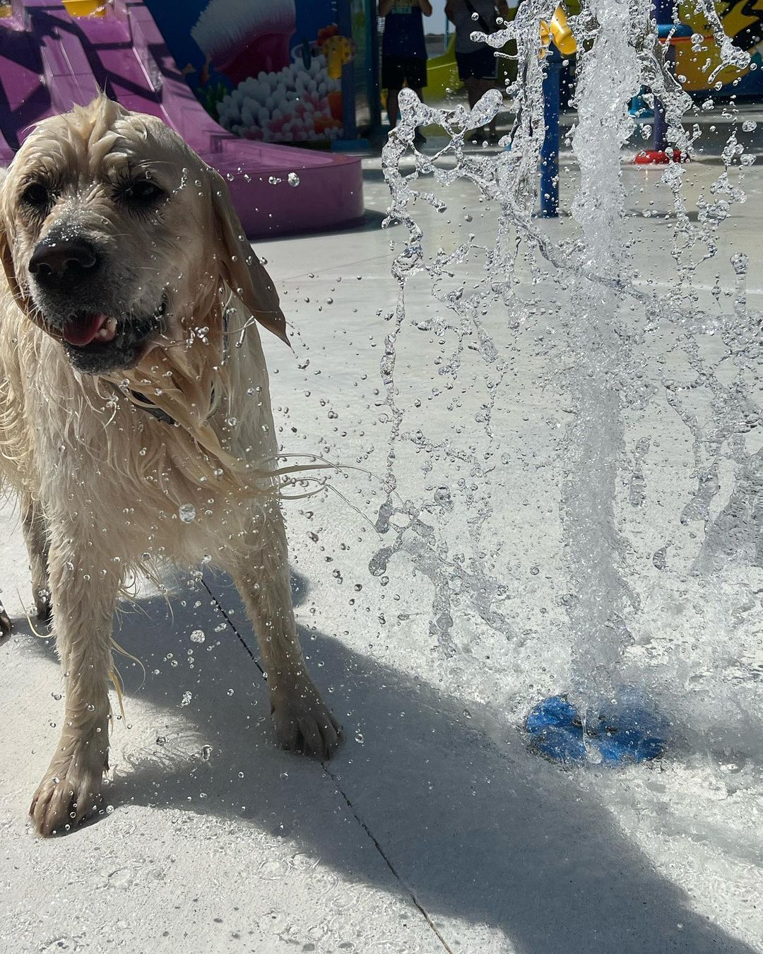 dog playing with water