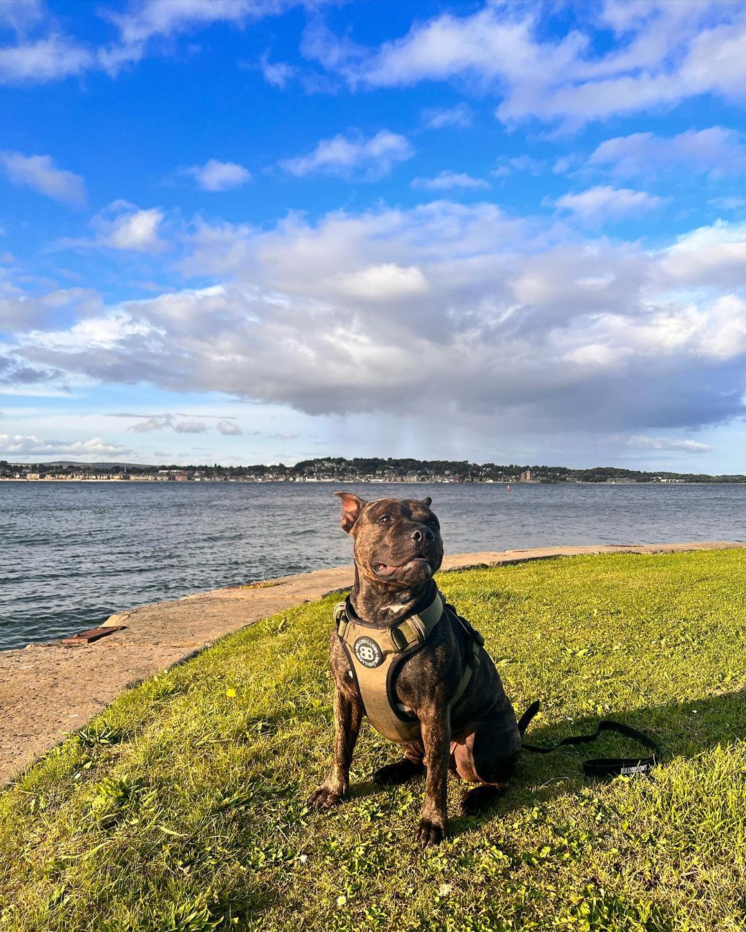 dog posing for a picture