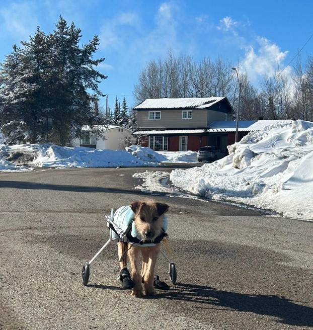 dog set on the road with a wheelchair