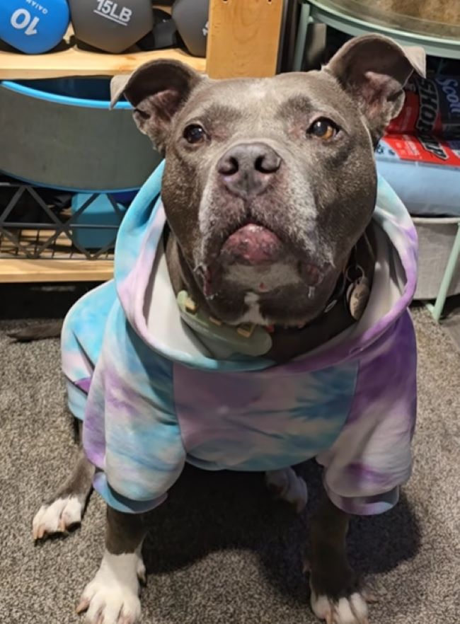 dog sitting in a hoodie