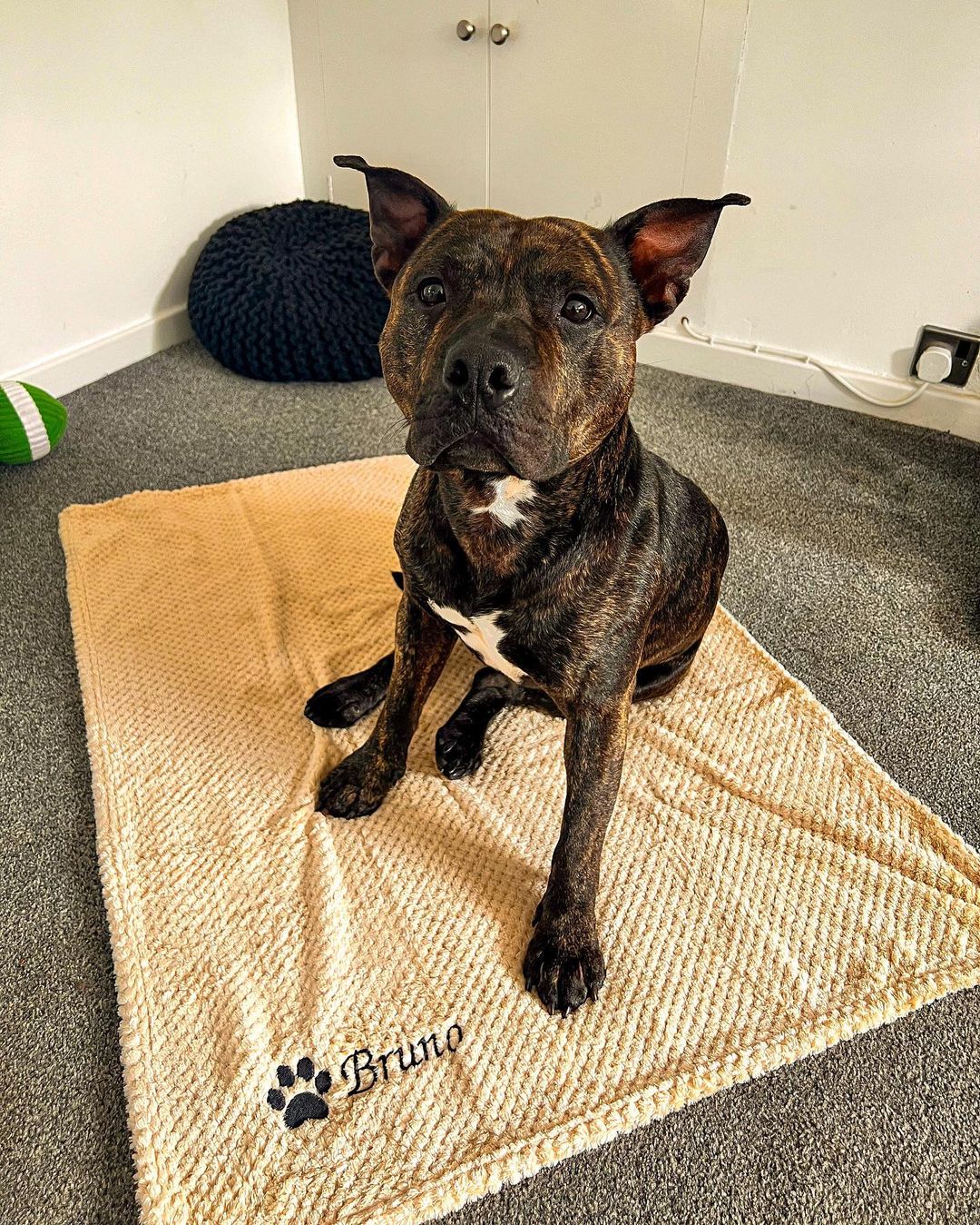 dog sitting on a towel