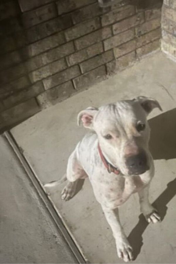 dog sitting on the outdoor floor