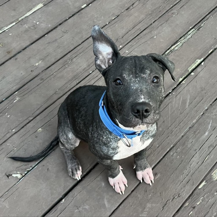 dog sitting on the wooden floor