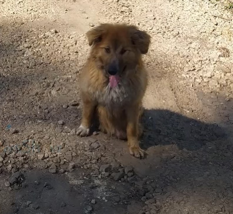 dog sitting outdoor with tongue out