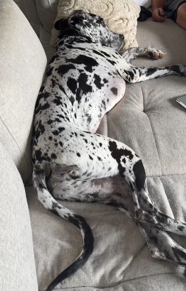 dog sleeping on couch