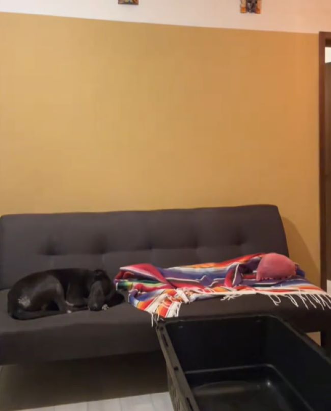 dog sleeping on couch