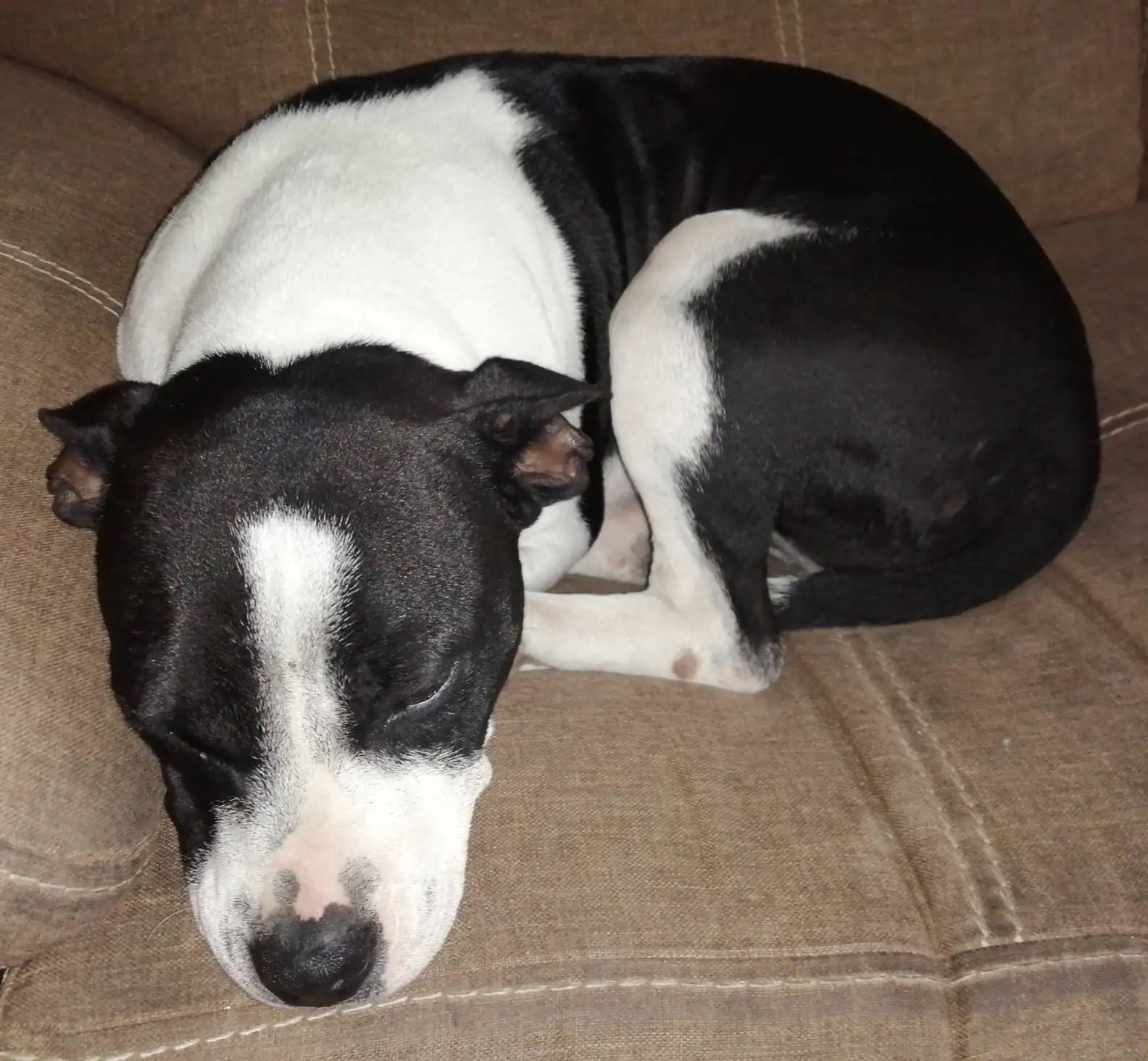 dog sleeping on the couch