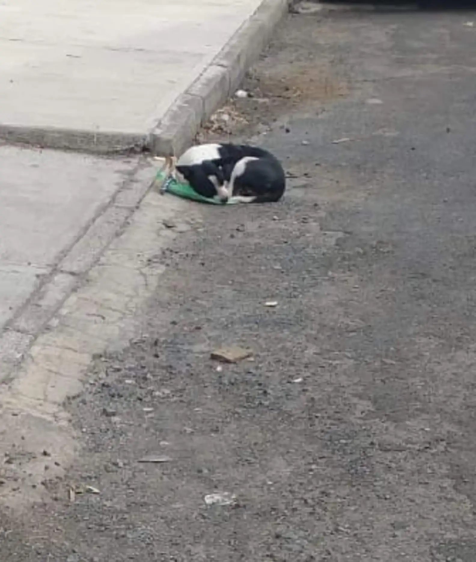 dog sleeping on the road