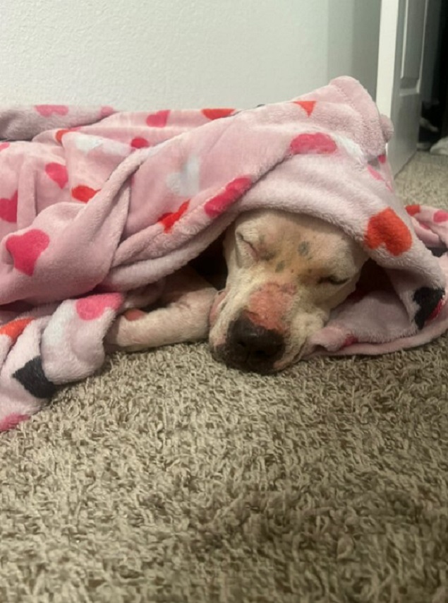 dog sleeping wrapped into the blanket