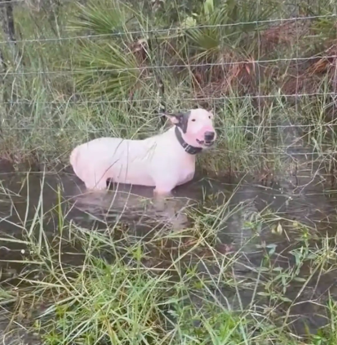 dog standing in water