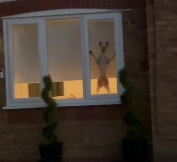 dog standing on the window