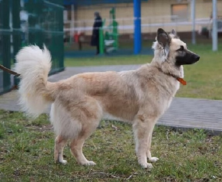 dog standing outdoor