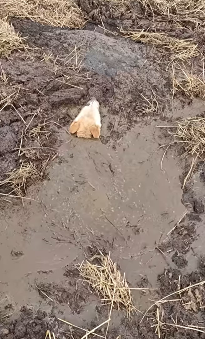 dog stuck in mud