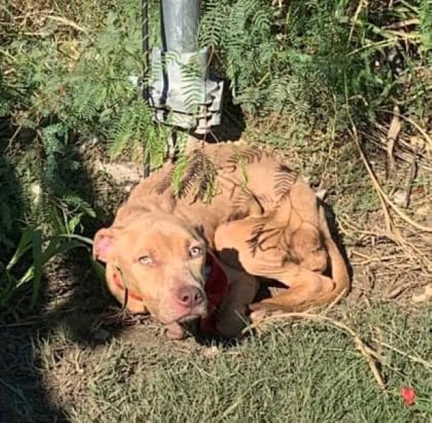 dog tied to a pole