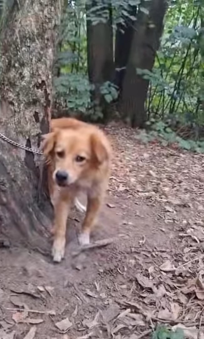 dog tied to a wood