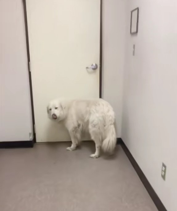 dog waiting by the door