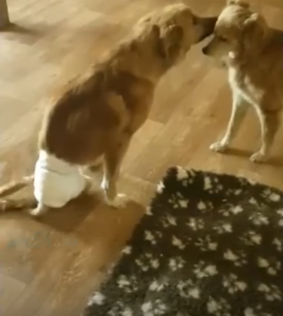 dog wearing diaper licking another dog