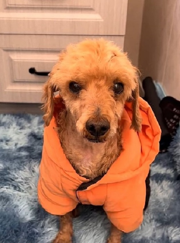 dog wearing orange jacket