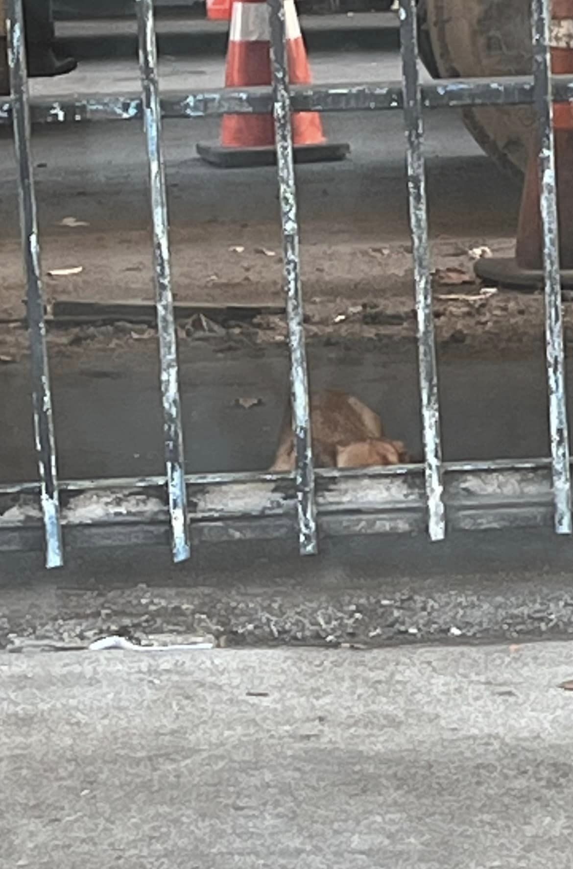 dog with broken paw on street