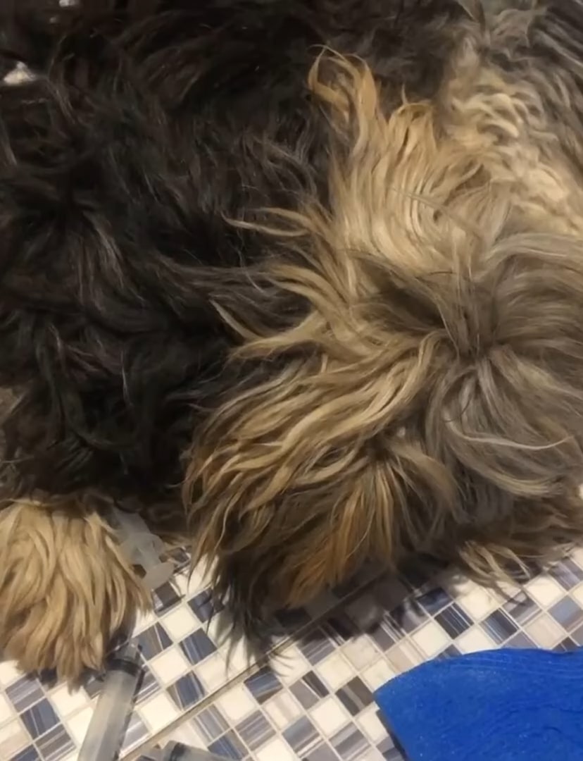 dog with curly fur