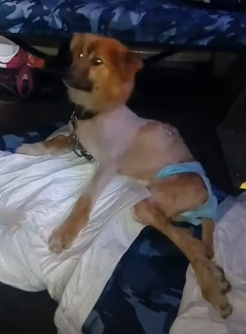 dog with diapers laying on sheet