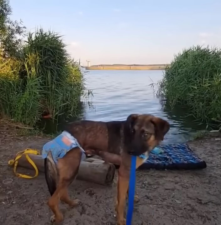 dog with diapers on the lake