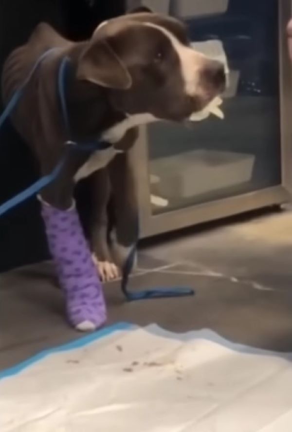 dog with injured leg