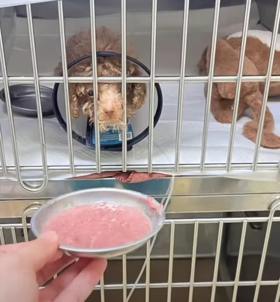 dog with neck collar looking at food bowl