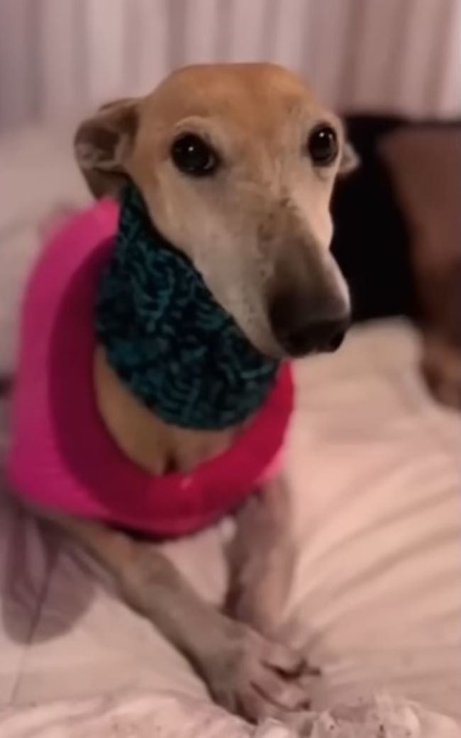 dog with scarf lying