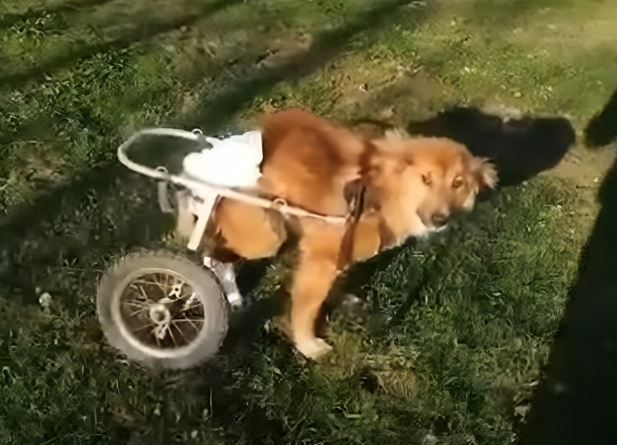 dog with wheelchair