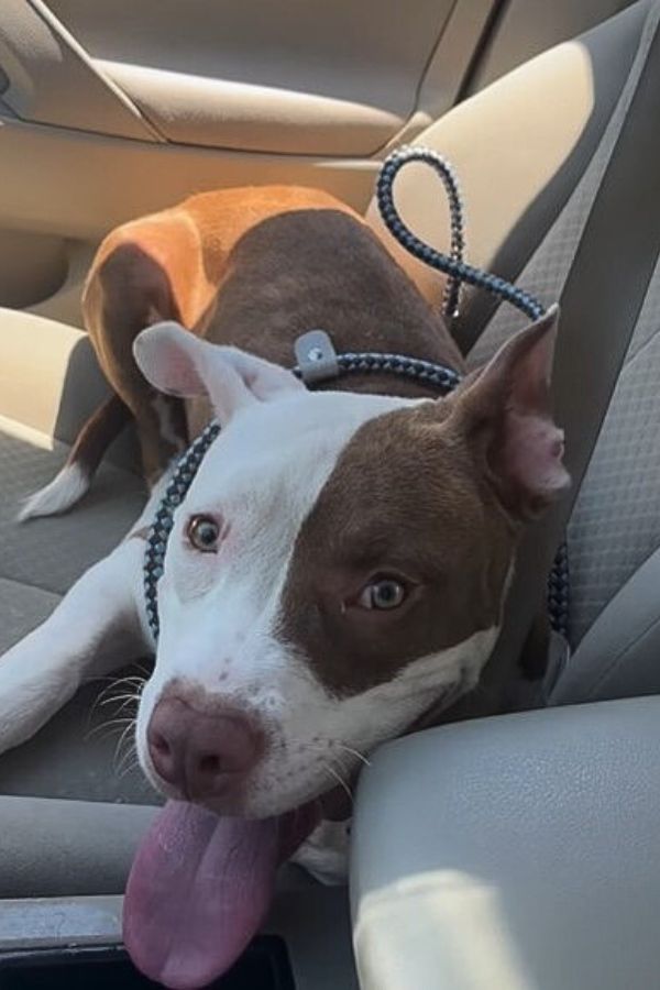 doggo on the car seat