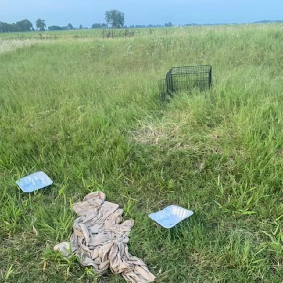 dogs crate on a field